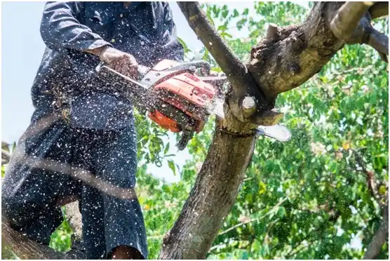 tree services Union